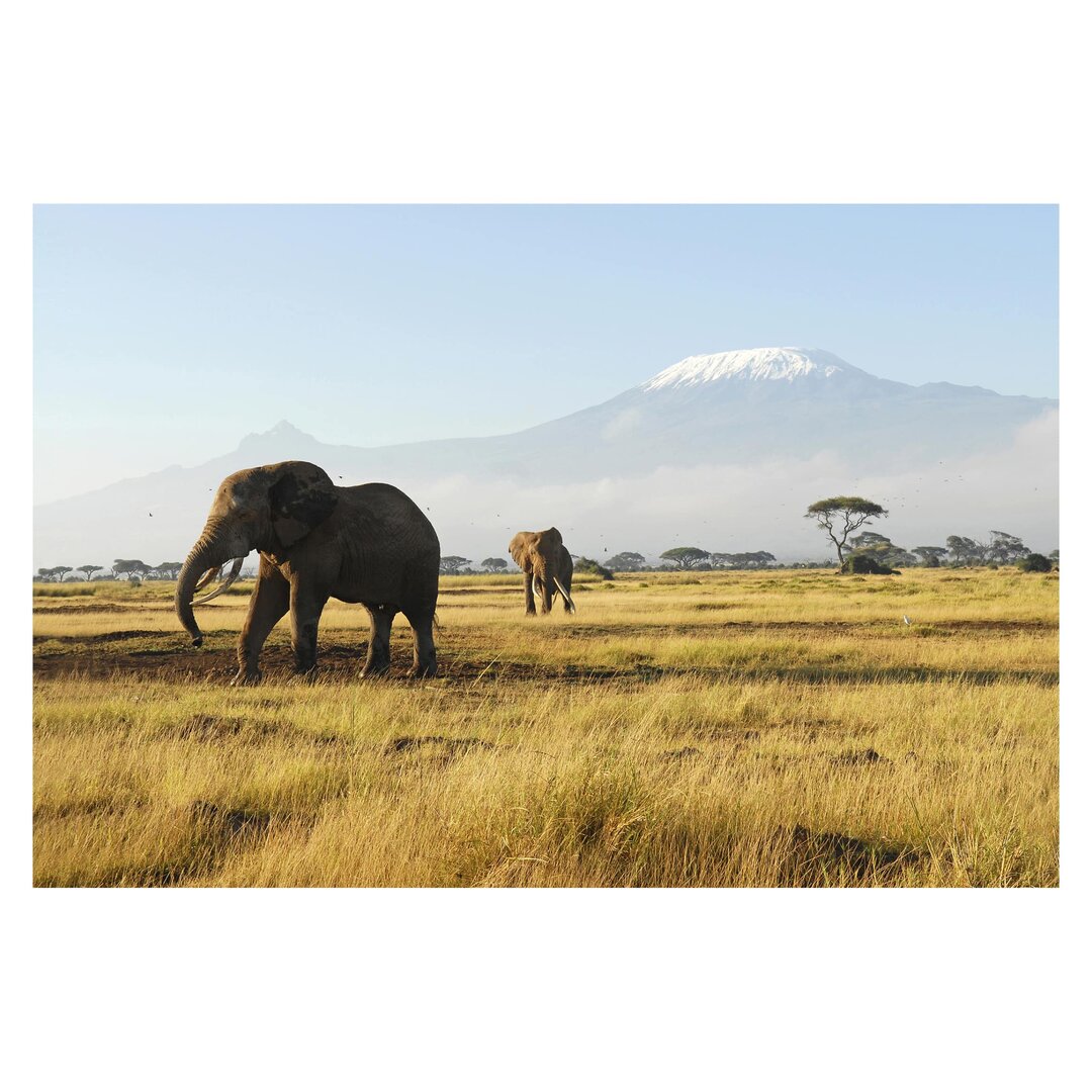 Strukturierte Tapete Elephants in Front of Kilimanjaro in Kenya 2,9 m x 432 cm