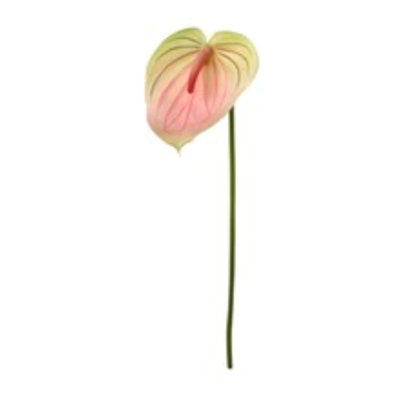 29" Anthurium - 4 Pack