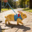 Ensemble de harnais et de lapin Rabbit-131214852