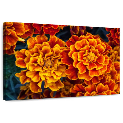 Fleurs de souci Harnek