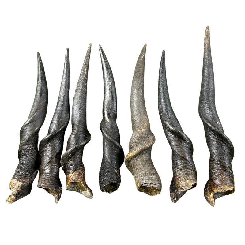 Dabriel Real Eland Horn
