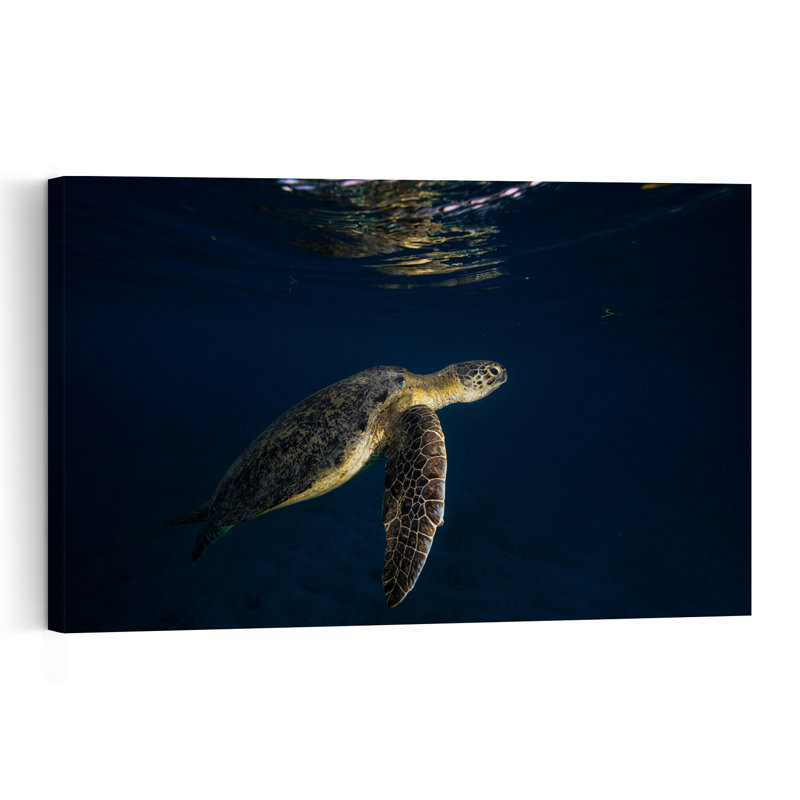 Graceful Sea Turtle Swim Peaceful Serene Tranquil Turtle Nature Ocean Wall Art Print 1 Piece Wrapped Canvas Wall Art