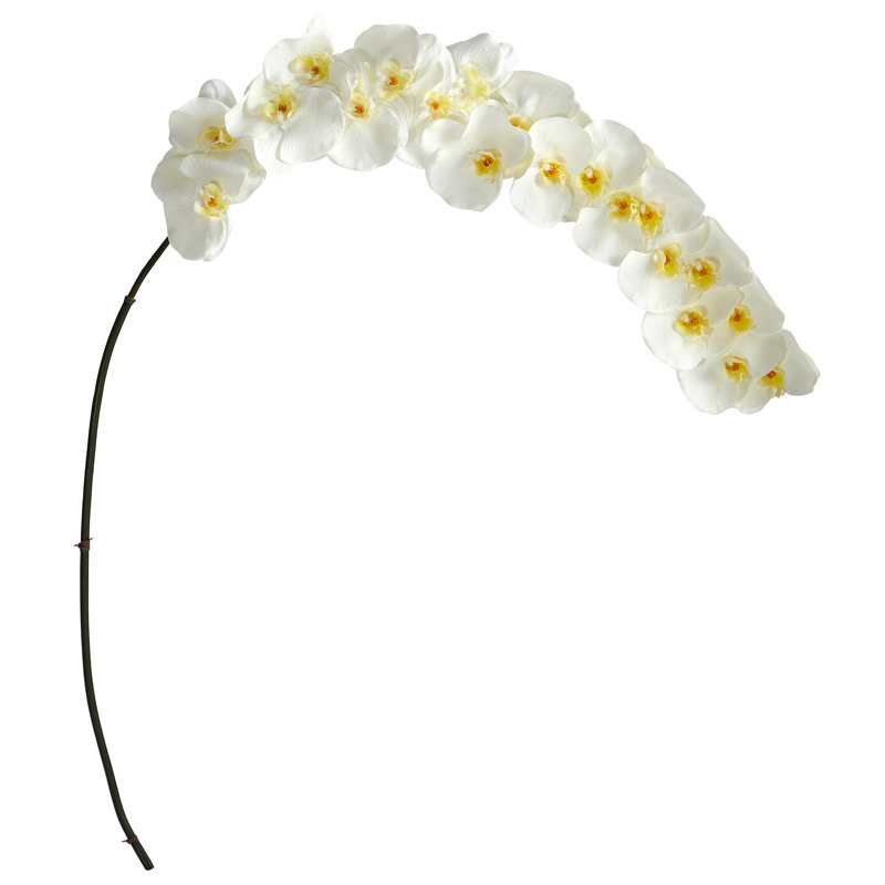 Orchid Arrangement