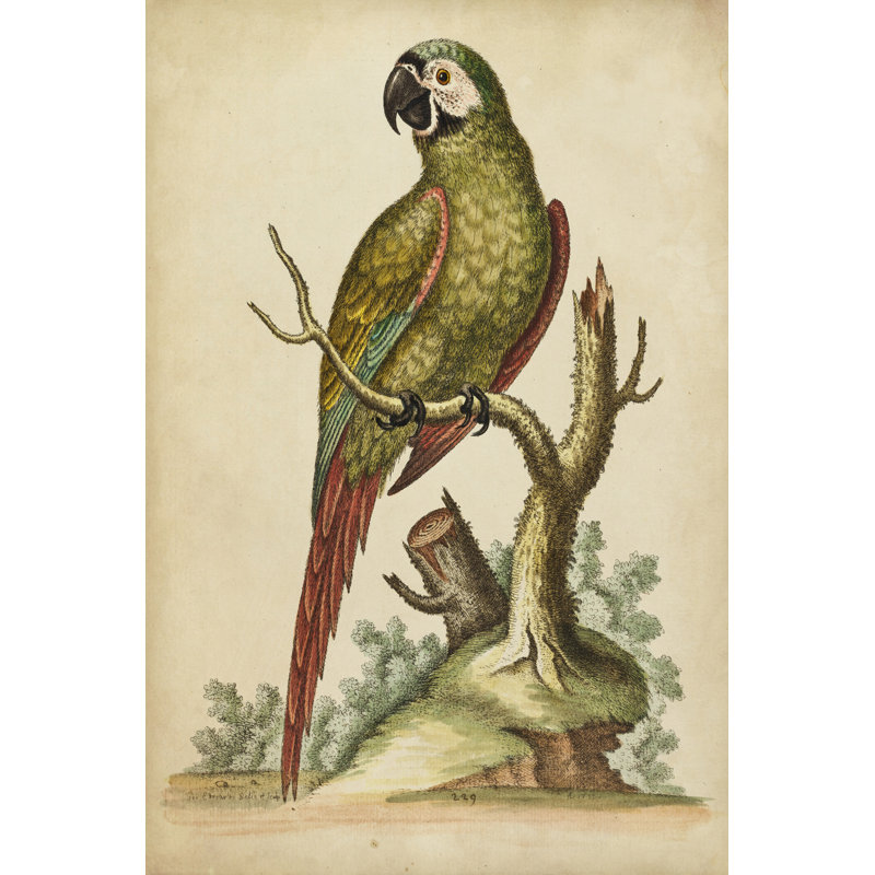Paradise Parrots II - Wrapped Canvas Print, 76cm H x 51cm W x 3.8cm D