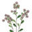 Artificial Wild Berry Flower Stem Spray-1896194784