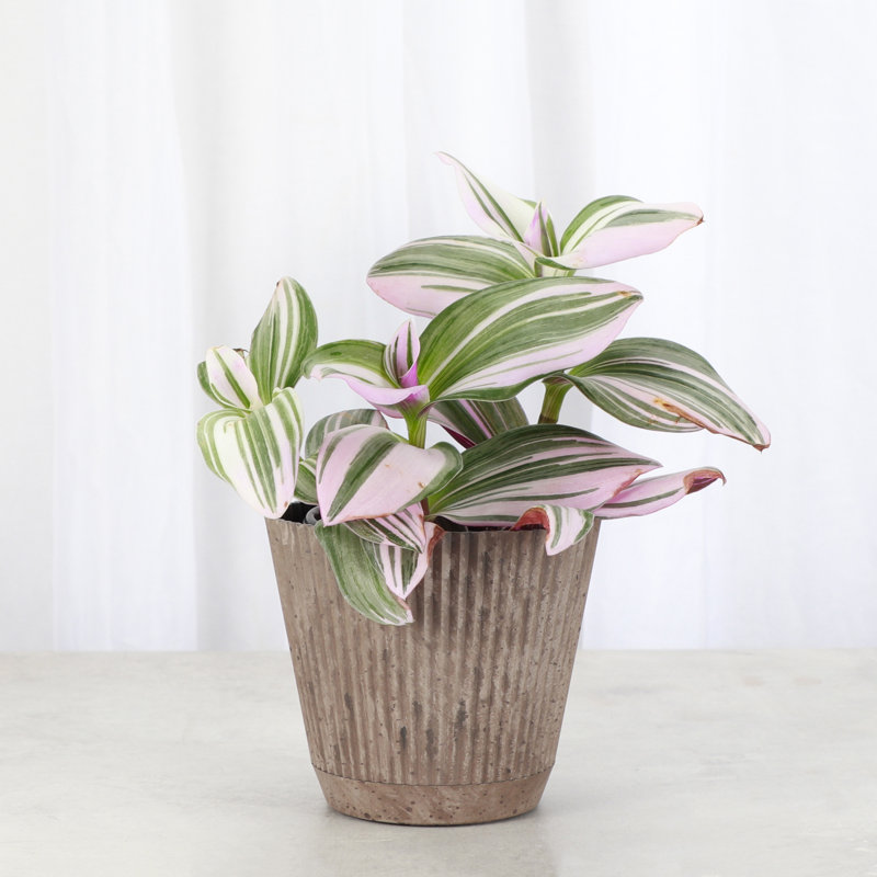 Live Tradescantia Nanouk Plant, Coffee