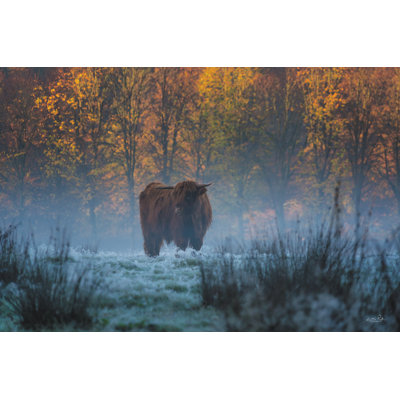 «Scottish Highlander» sur toile par Martin Podt