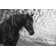 Equine Portrait III by PHBurchett - Photograph Print
