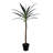 Artificial Green Yucca Tree-657066113