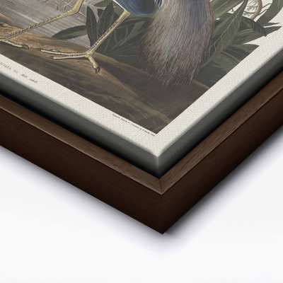 John James Audubon - héron de Louisiane