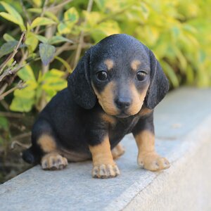 Hi-Line Gift Ltd. Dachshund Puppy Statue & Reviews | Wayfair