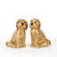 Salt And Pepper - Dog - Cockapoo