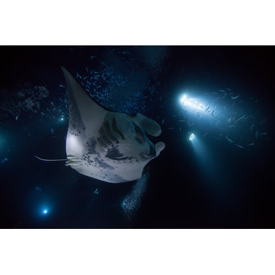 Manta Ray - Wrapped Canvas Print