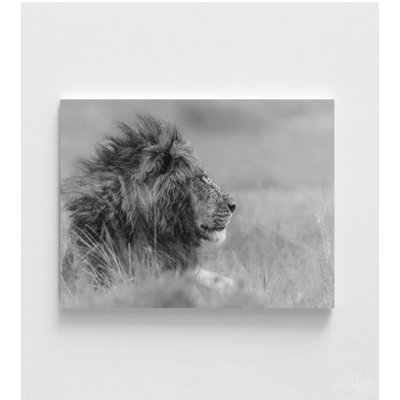 Majestic Calm - Photographie de lion