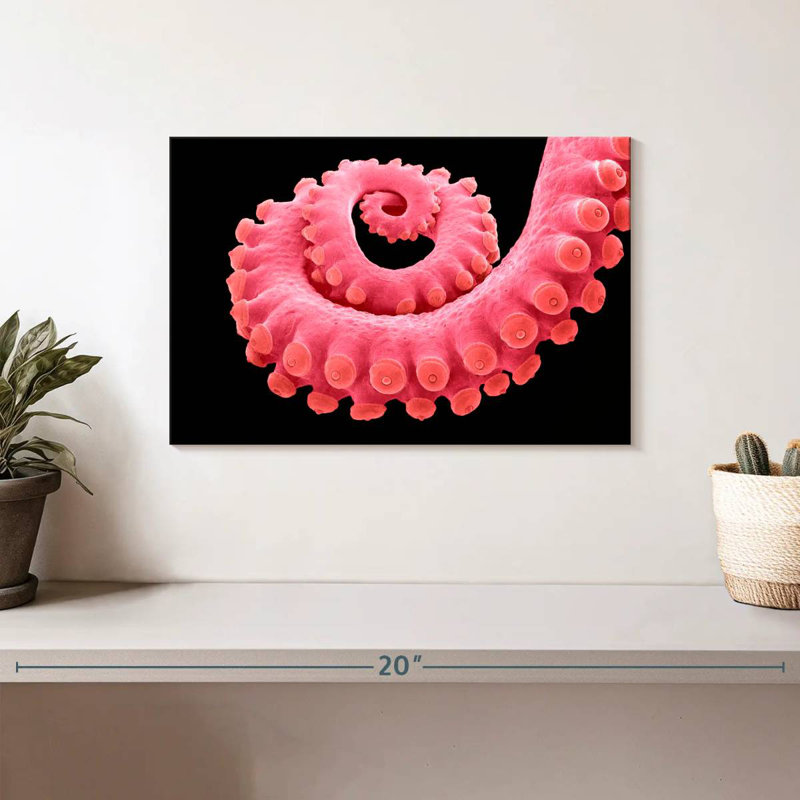 Tentacule de pieuvre rose Brampt, H 8 po x l 12 po