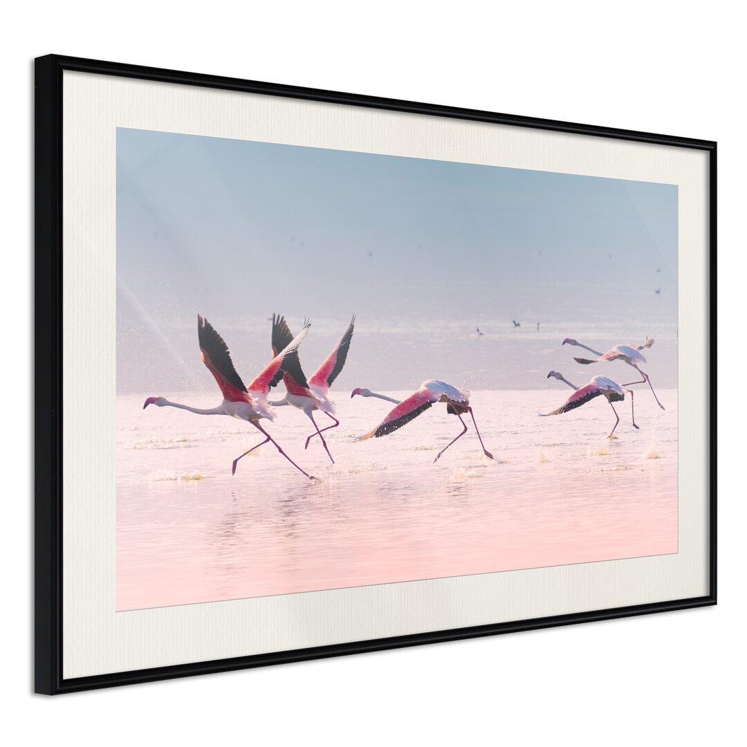 Gerahmter Fotodruck Flamingos brechen zum Flug auf