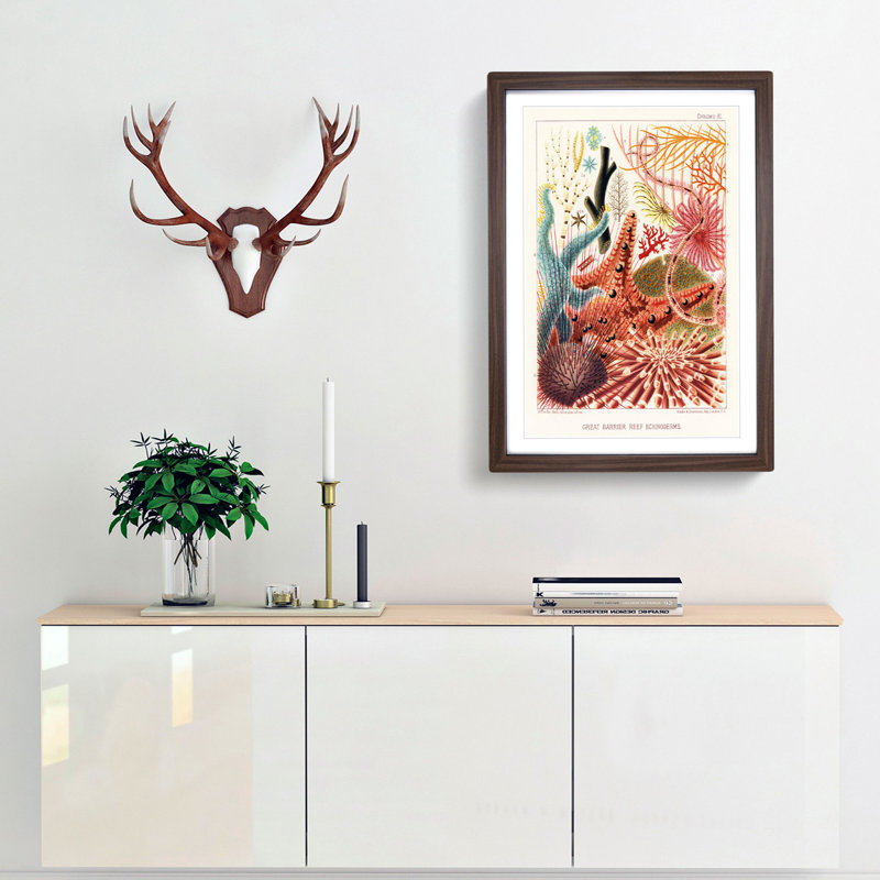 Great Barrier Reef Starfish by W. Saville-Kent - Picture Frame Painting Print, Walnut Framed, 36cm H x 27cm W x 2cm D
