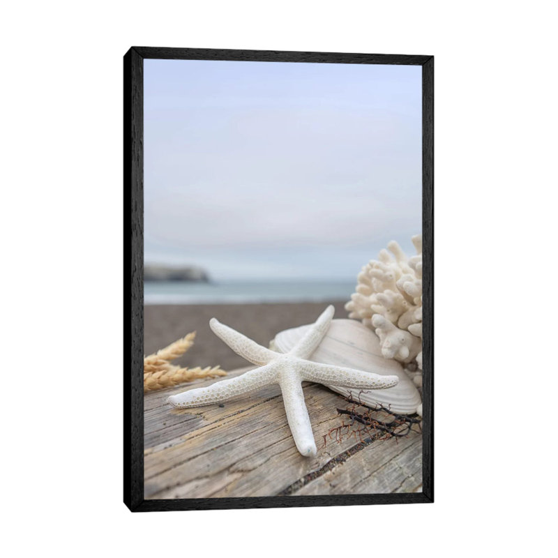 Crescent Beach Shells XIV by Alan Blaustein - Floater Frame Print on Canvas, 66.04 cm H x 45.72 cm W, Black Framed