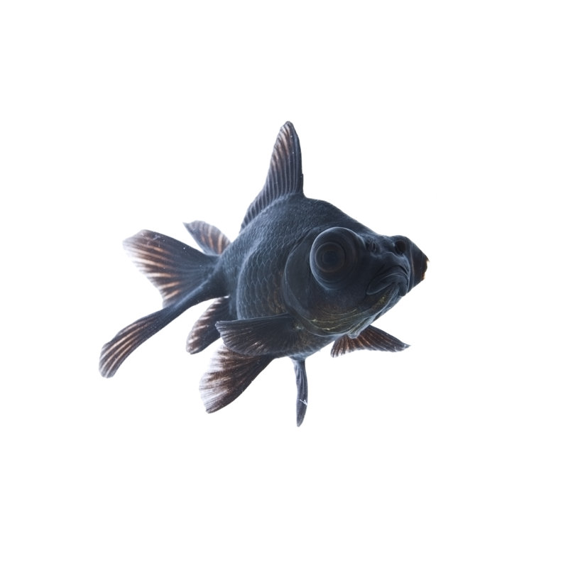 Goldfish Black Moor by Mehmettorlak, 32" H x 48" W