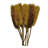 Dried Dipsacus Sativus, Teasel-1899860159
