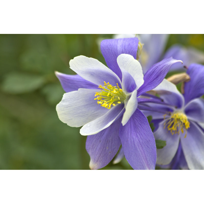Zaltbommel Aquilegia Flowers by Blueeyeddesigns - Wrapped Canvas Print, 81cm H x 122cm W x 3.8cm D