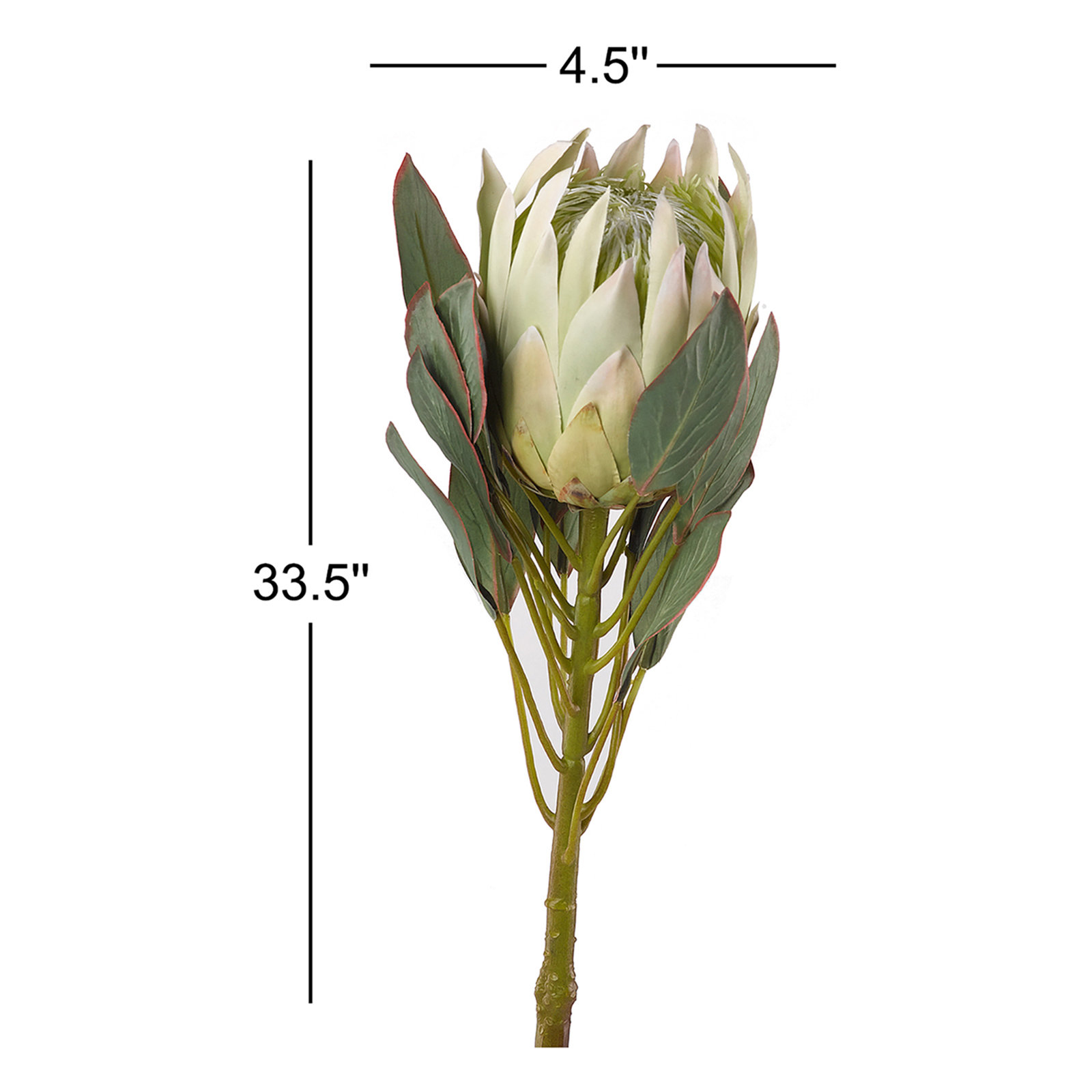 Large Protea Stems