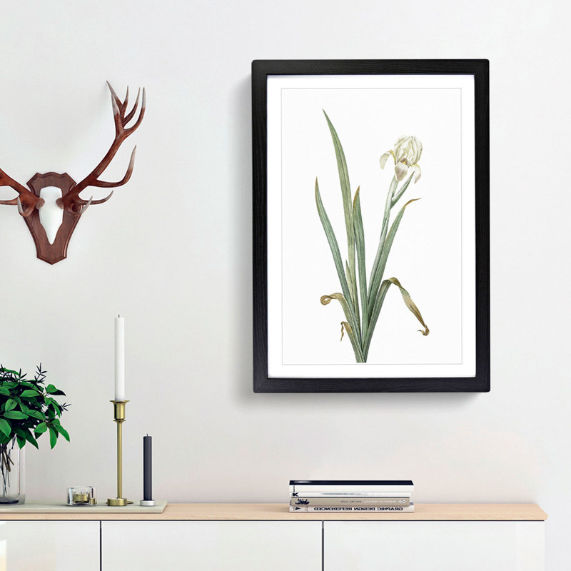 Crimean Iris Flower by Pierre-Joseph Redoute - Framed Print, 48cm H x 36cm W x 2cm D, Black Framed