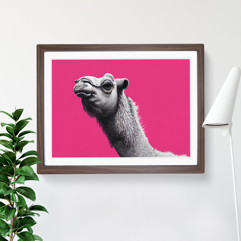 Legendary Camel - Single Picture Frame Print, 34cm H x 46cm W x 2cm D, Walnut Framed