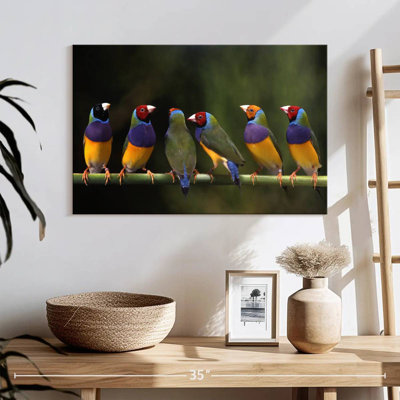 Gouldian Finch I