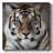 " Intimate Tiger "-425653270