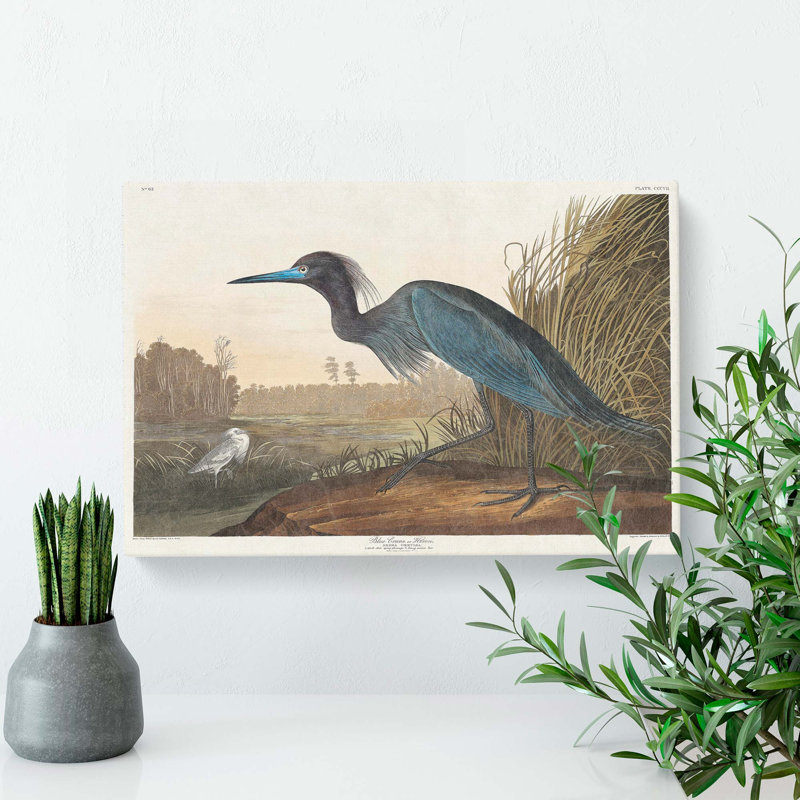 Blue Heron by John James Audubon - Wrapped Canvas, 40cm H x 60cm W x 3cm D