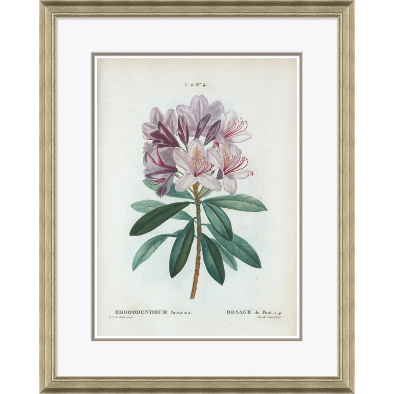 Rhododendrum Giclee Print by Paul Cezanne