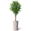 Hautes plantes artificielles artificielles d'intérieur et d'extérieur-116649437-116649445
