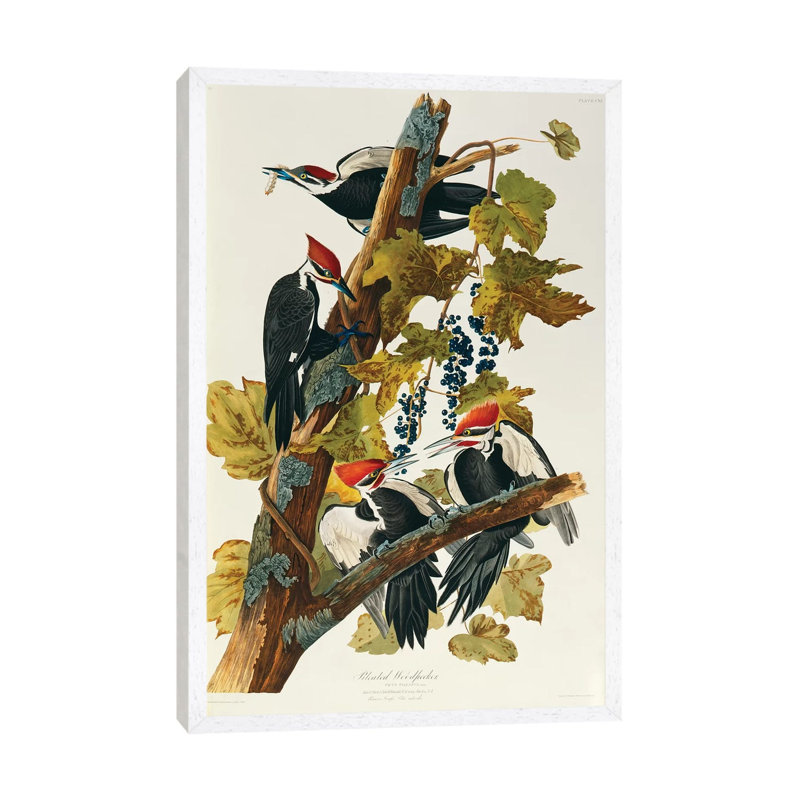 Pileated Woodpecker (Plate 111, Birds Of America) by John Audubon - Print on Canvas, 101.6 cm H x 66.04 cm W, White Framed