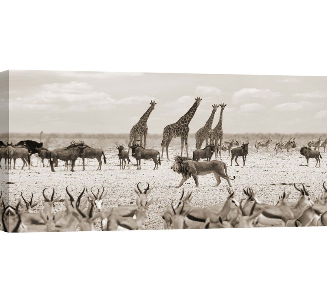 Leinwandbild Der Löwe, der König der Savanne (Masai Mara) BW von Pangaea Images