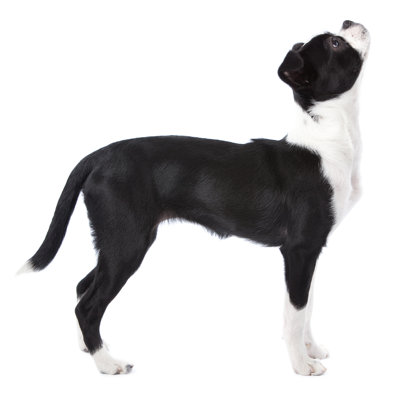 Boston terrier japonais par Jimmyjamesbond