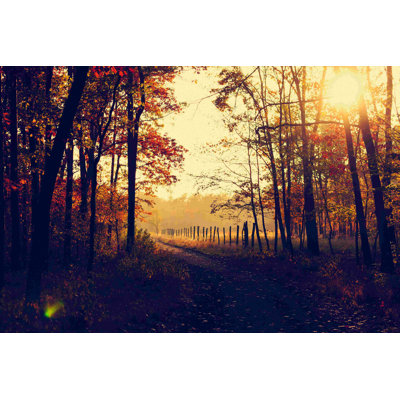 " Fall Forest Path "