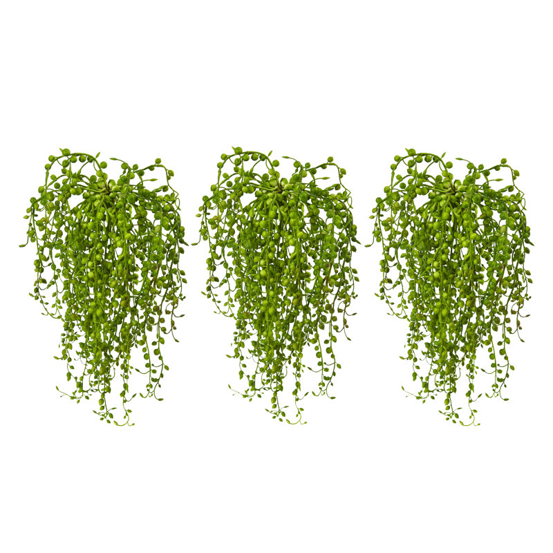 3 succulent