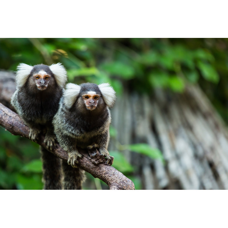 Marmoset Monkey - Wrapped Canvas Print, 20cm H x 30cm W x 3.8cm D