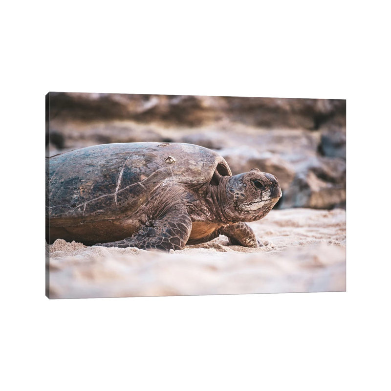 Beach Turtle Nature Close-Up by James Vodicka - Wrapped Canvas Gallery-Wrapped Canvas Giclée, 66.04 cm H x 45.72 cm W