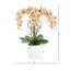 Orchids Arranged in Fiberstone Planter-427188112