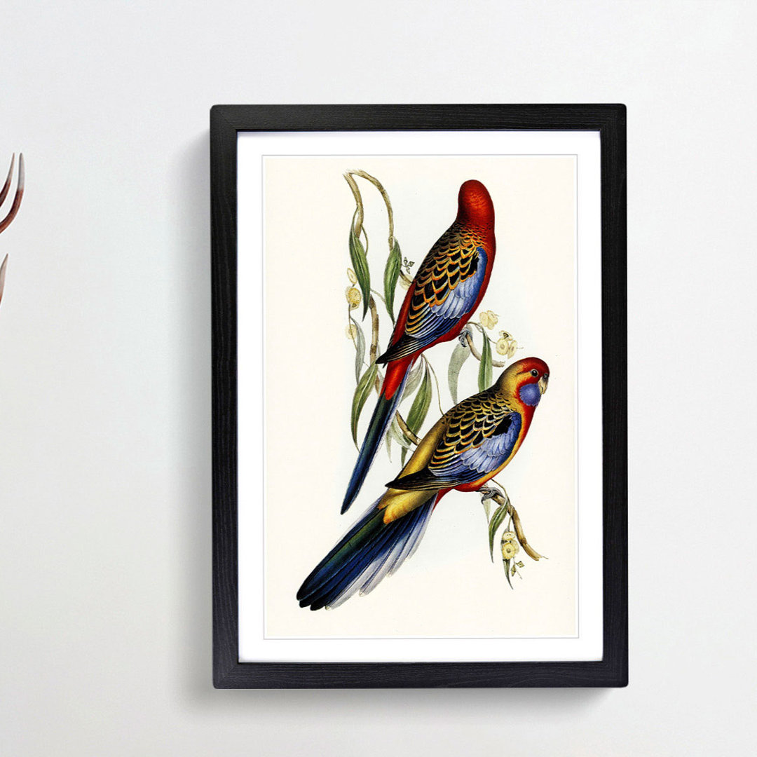 Adelaide Parakeets by Elizabeth Gould - Single Picture Frame Painting