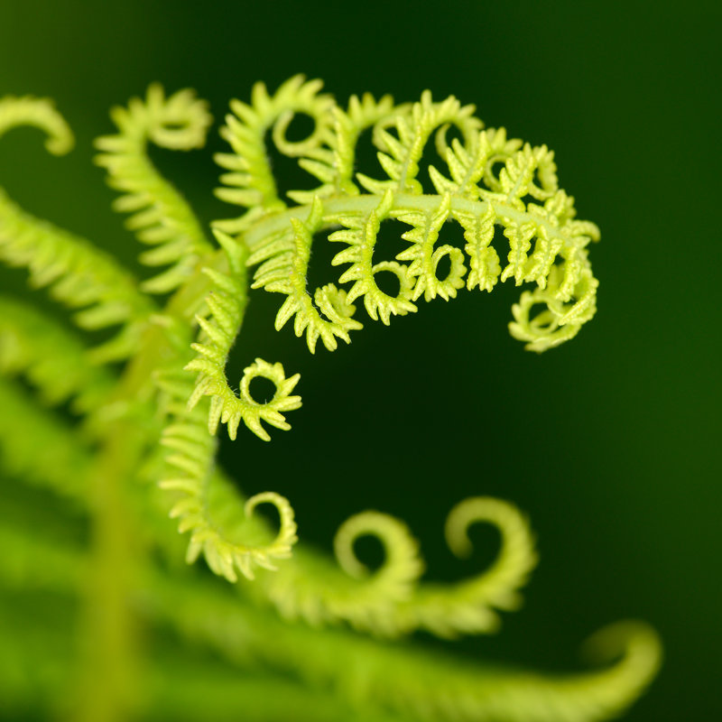 Fern Frond - Wrapped Canvas Print, 51cm H x 51cm W