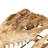 Alligator Skull Handmade Modern Landscape & Nature Wall Decor on Resin