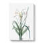 Malgas Lily Flowers by Pierre-Joseph Redoute - Wrapped Canvas-55361953