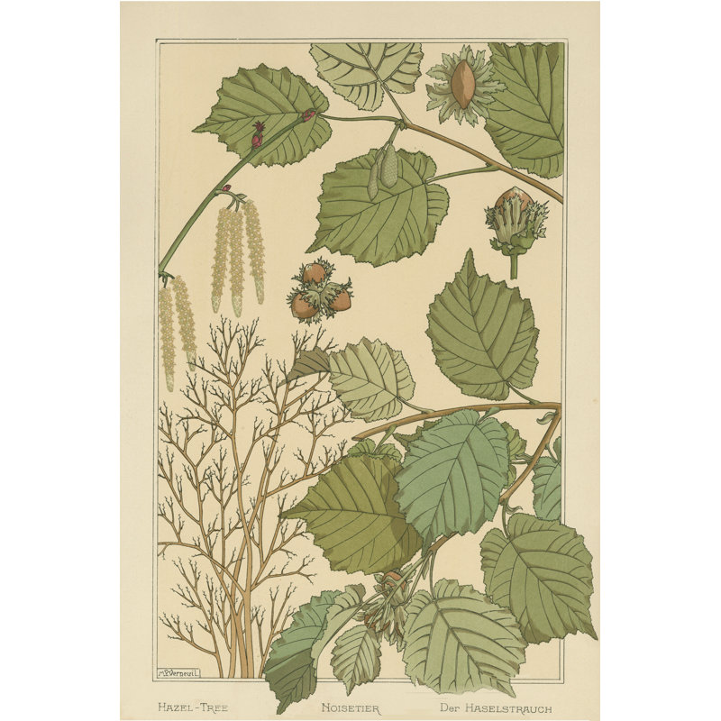 Hazel Tree by Viv Eisner - Wrapped Canvas Print, 46cm H x 30cm W 