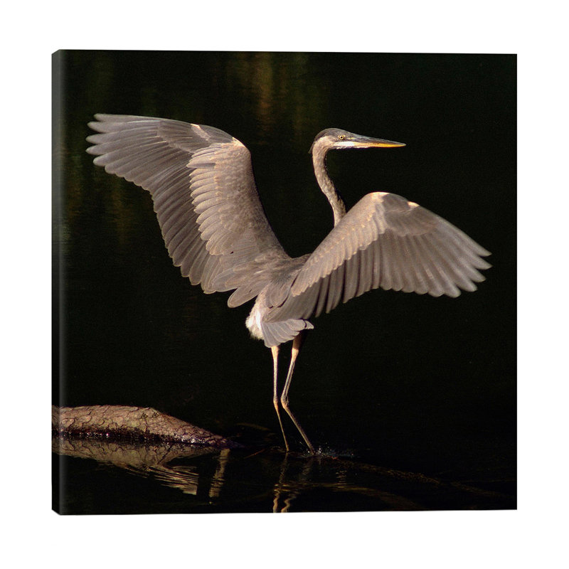 Big Bird by J.D. McFarlan - Print on Canvas, Wrapped Canvas, 93.98 cm H x 93.98 cm W x 3.175 cm D