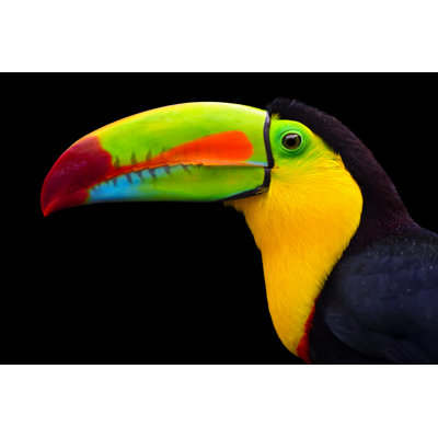 Keel Billed Toucan by Freder - Wrapped Canvas Print