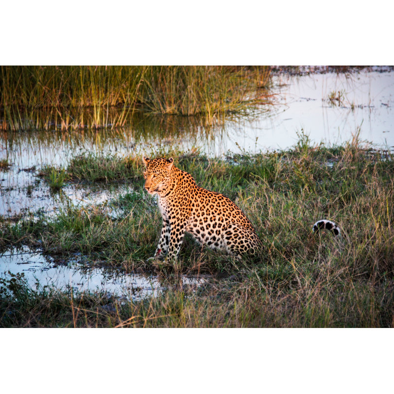 Resting Leopard - Wrapped Canvas Print, 61cm H x 91cm W x 3.8cm D