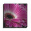 «Gerbera Daisy» par Pamela Plummer, art mural en métal, 12 po x 12 po-1798402334